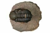 Reedops Trilobite With Nice Eyes - Lghaft , Morocco #164627-1